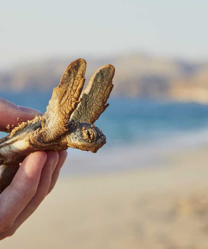 Well-known Turtles In oman